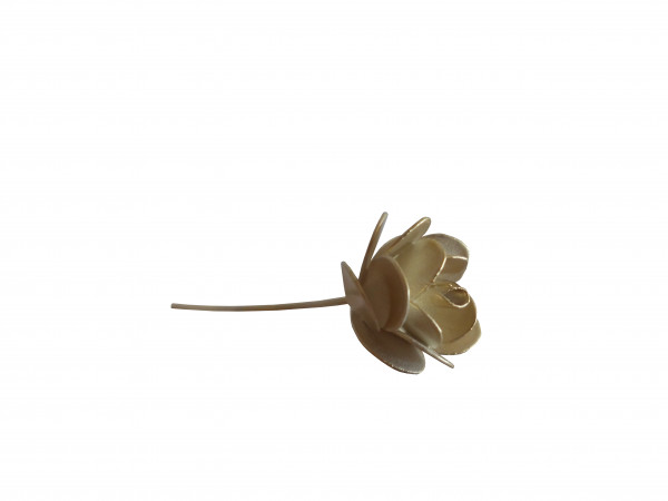 Rose (Auslauf)
